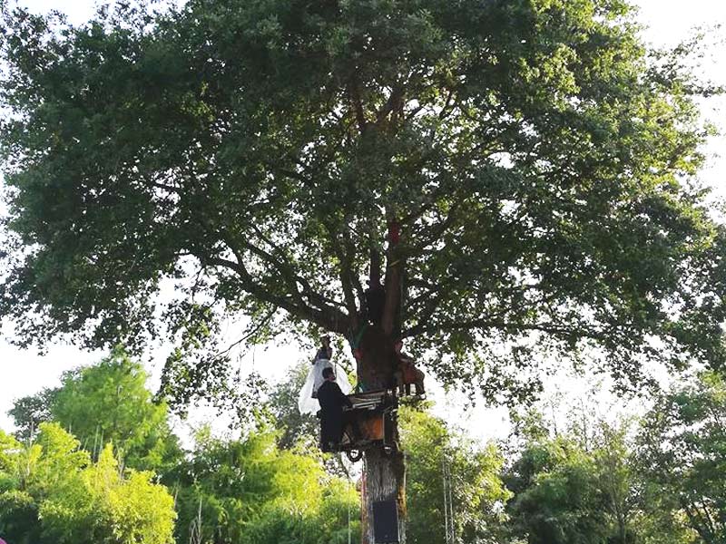 Show musique, musique aérienne, musique unique, musique sur un arbre, musique extérieure, concert sur un arbre, violon, violoncelle, piano aérien, piano perché, piano sur arbre, garden party